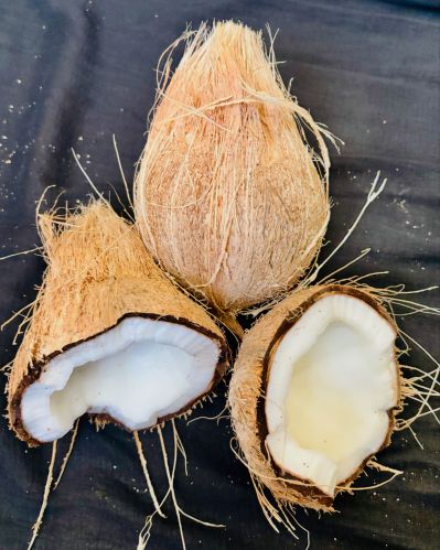 Natural Raw Semi Husked coconut, Brand Name : SAJENA