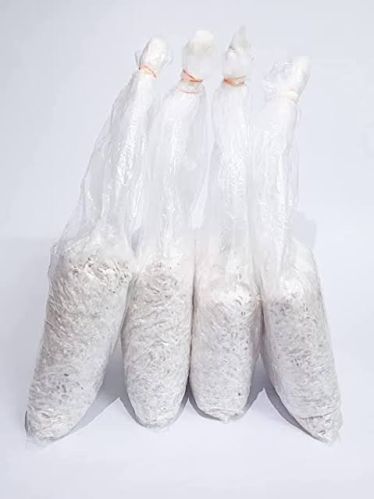 Common Oyster Mushroom Spawn