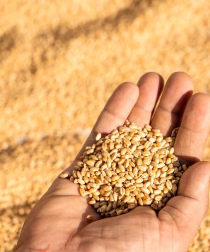 Wheat Grain, Color : Golden Brown for Cooking, Baking, Brewing