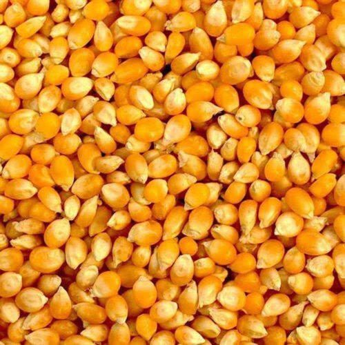 Organic Yellow Corn Seeds Dried, Grade : Food Grade