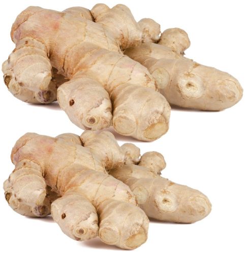Plant Root Ginger