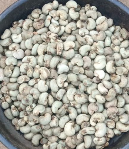 Hard Raw Cashew Nuts, Brand Name : Konkan, Packaging Size : 50g