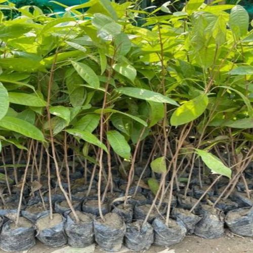 Mahogany Plants, Color : Green for Plantation