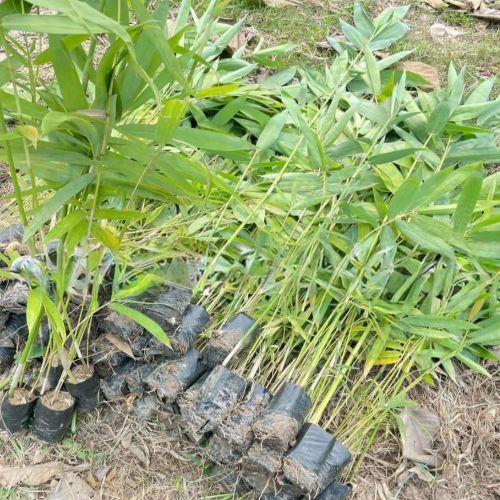 Tulda Bamboo Plants, Color : Green for Plantation