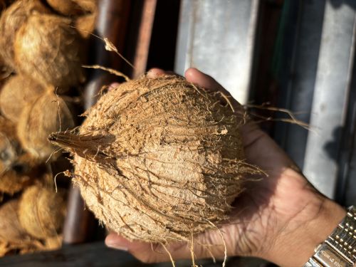 Kgg Natural Hard Semi Husked Biscuit Kasangal Colour Coconut