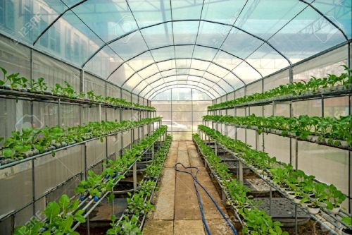 Plastic Greenhouse for Hydroponic, Packaging Type : Transparent