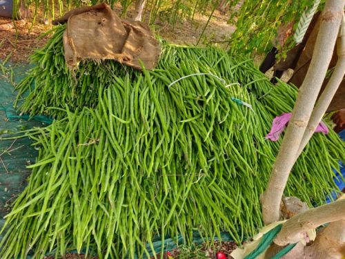 A Grade Drumstick, Color : Green, Packaging Type : Net Bag