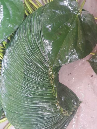 Natural Betelleave Betel Leaf Fresh, Length : 5-10 Inches