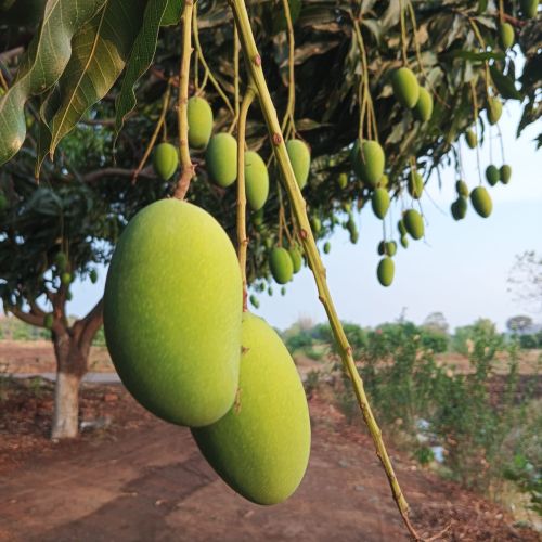 Fresh Dashehari Mango, Packaging Size : 10-15kg for Human Consumption