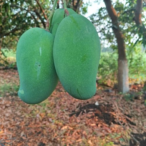 Fresh Amrapali Mango, Packaging Size : 10-15kg for Human Consumption