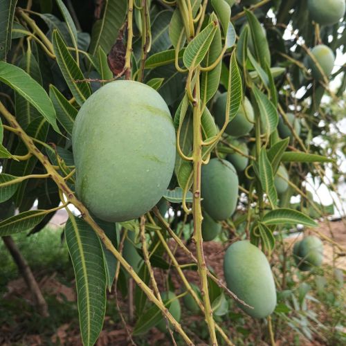 Fresh Langra Mango, Packaging Size : 10-15kg for Human Consumption