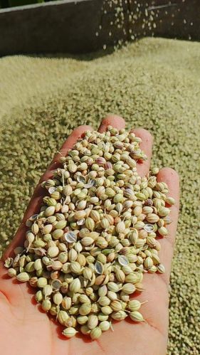 Coriander Seeds, Packaging Size : 5-10kg