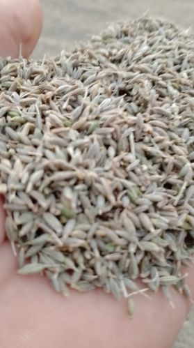Cumin seeds, Packaging Size : 5-10kg, Packaging Type : Plastic Bag