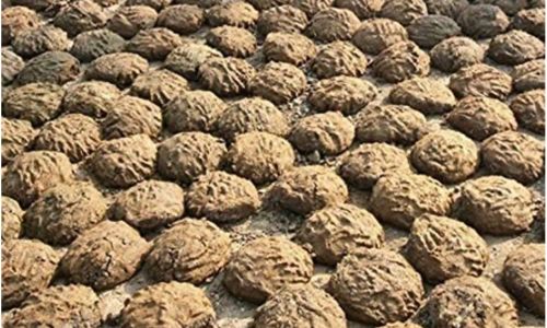 Cow dung, Packaging Type : Brown