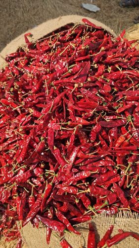Organic Dried Chillies Food Grade, Packaging Type : Red for Cooking
