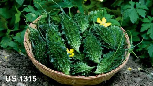 Bitter gourd, Cultivation Type : Natural Green