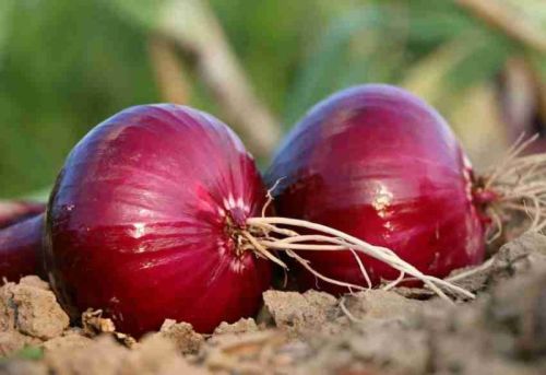 Fresh onion, Packaging Size : 5Kg, 10Kg, 25Kg, 50Kg Red