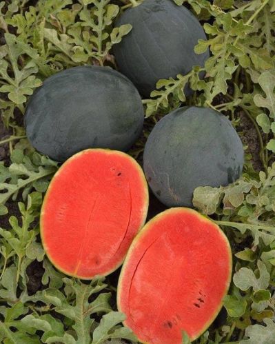 Organic Watermelon, Packaging Type : Red for Human Consumption