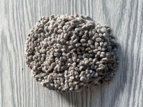 Cotton Seeds (Paruthi Seeds), Seed Type : Natural