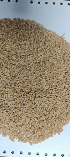 Organic wheat seeds