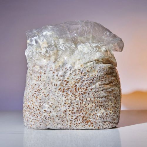 Orish Tech Oyster Mushroom Spawn, Color : Fresh, White