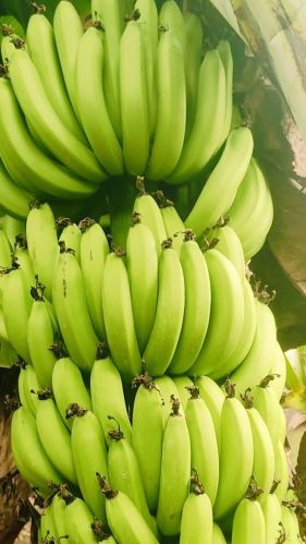 Fresh banana, Packaging Type : Carton for Human Consumption