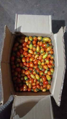 Organic Cherry Tomatoes, Packaging Type : Red