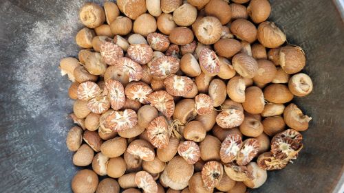 Raw Organic Arecanuts, Packaging Type : Black & Dark Brown