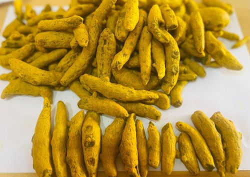 Organic turmeric finger Food Grade, Packaging Type : Yellow