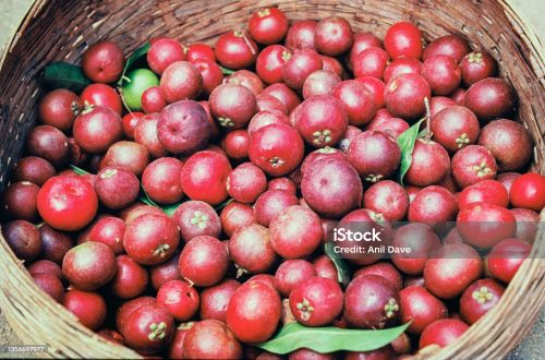 Kokum Juice, Packaging Type : Red