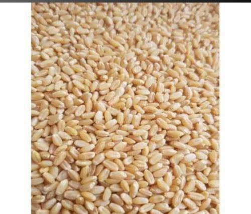 Organic Wheat, Color : Yellow-Creamy
