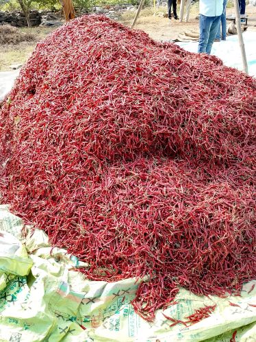 Teja Red Chilli, Packaging Type : Plastic Packet for Spices