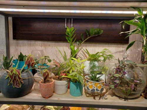 Polished Clay flower pot