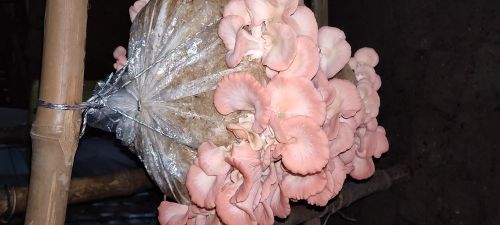 Pink Oyster Mushroom, Speciality : Healthy for Cooking