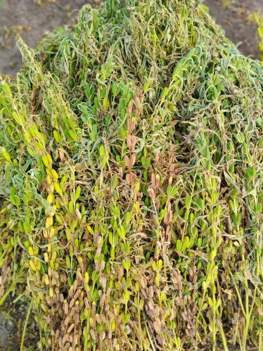 Natural sesame seeds, Packaging Size : 50kg 9%