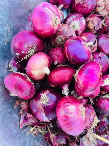 Red onion, Packaging Size : 5Kg