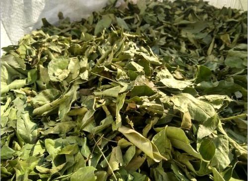 Natural A Grade Dry Curry Leaves, Color : Green