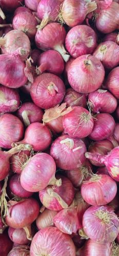 Natural Fresh Red Onion, Shape : Round, Form : Whole