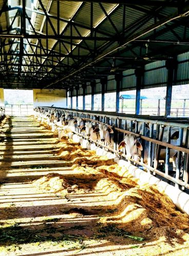 Cow Dung Powder, Packaging Type : Transparent Poly Bag & PP Bag