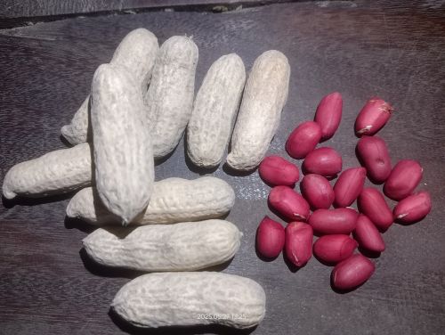 Peanut for Cooking, Packaging Type : Creamy, Brownish