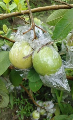 Organic Fresh Allahabadi Guava, Packaging Type : Carton
