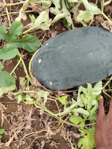 Organic Watermelon for Human Consumption