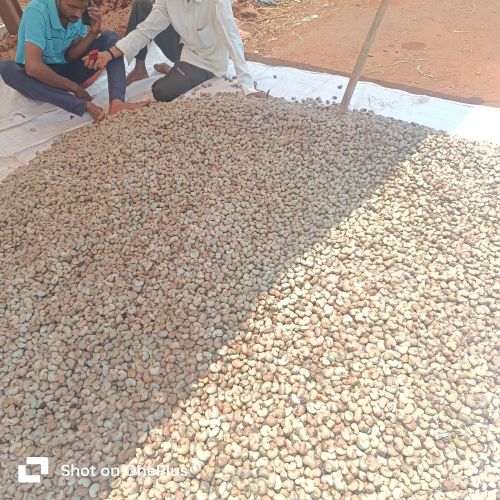Raw Natural w320 Cashew Nuts, Shape : Curve, Form : Solid