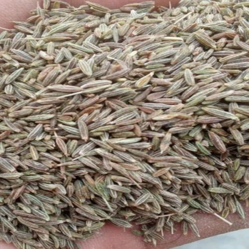 A Grade Cumin Seeds, Moisture : 9%, Purity : 99.9%