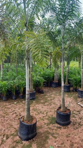 Foxtail Palm Plants, Color : Green, Packaging Type : Plastic Bag