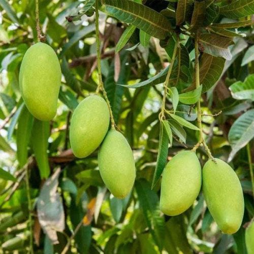 Natural Kesar Mango Plants for Plantation