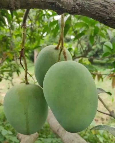 Organic Langra Mango Plants, Color : Green for Plantation