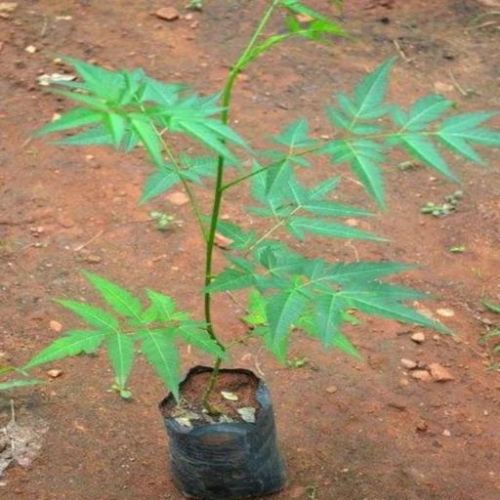 Organic Natural Malabar Neem Plants, Color : Green for Plantation
