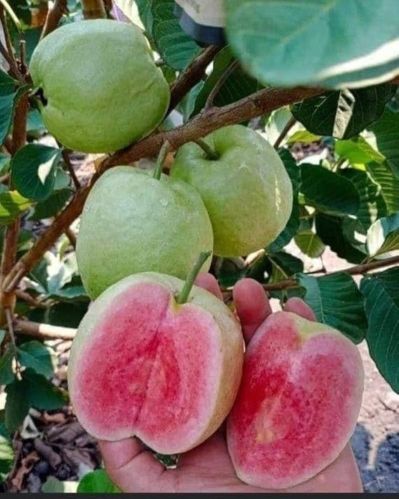 Red Diamond Guava Plants for Plantation
