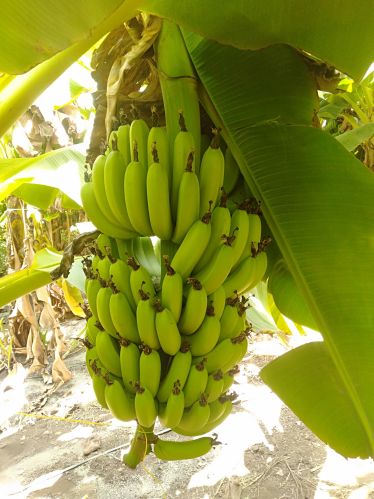 Fresh banana, Packaging Type : Green for Human Consumption